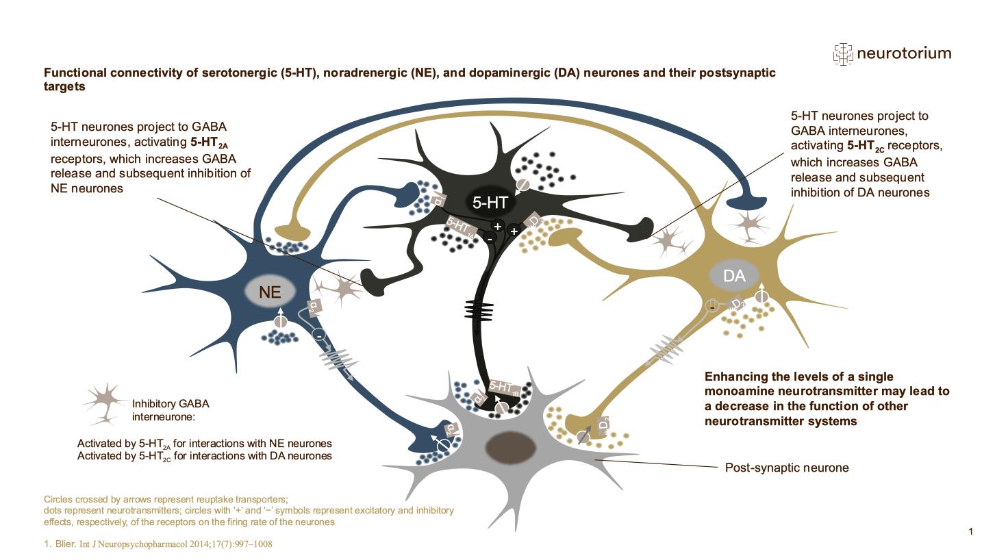 Major Depressive Disorder – Neurobiology and Aetiology – slide 27